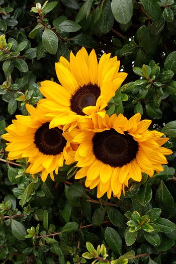 Sunflower Sunbright 